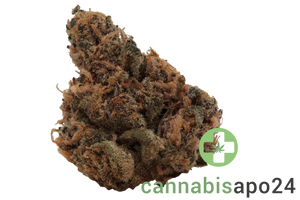 Eufloria 27/1 PSL Pink Slurricane