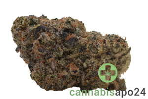 Eufloria 27/1 PCH Purple Churro