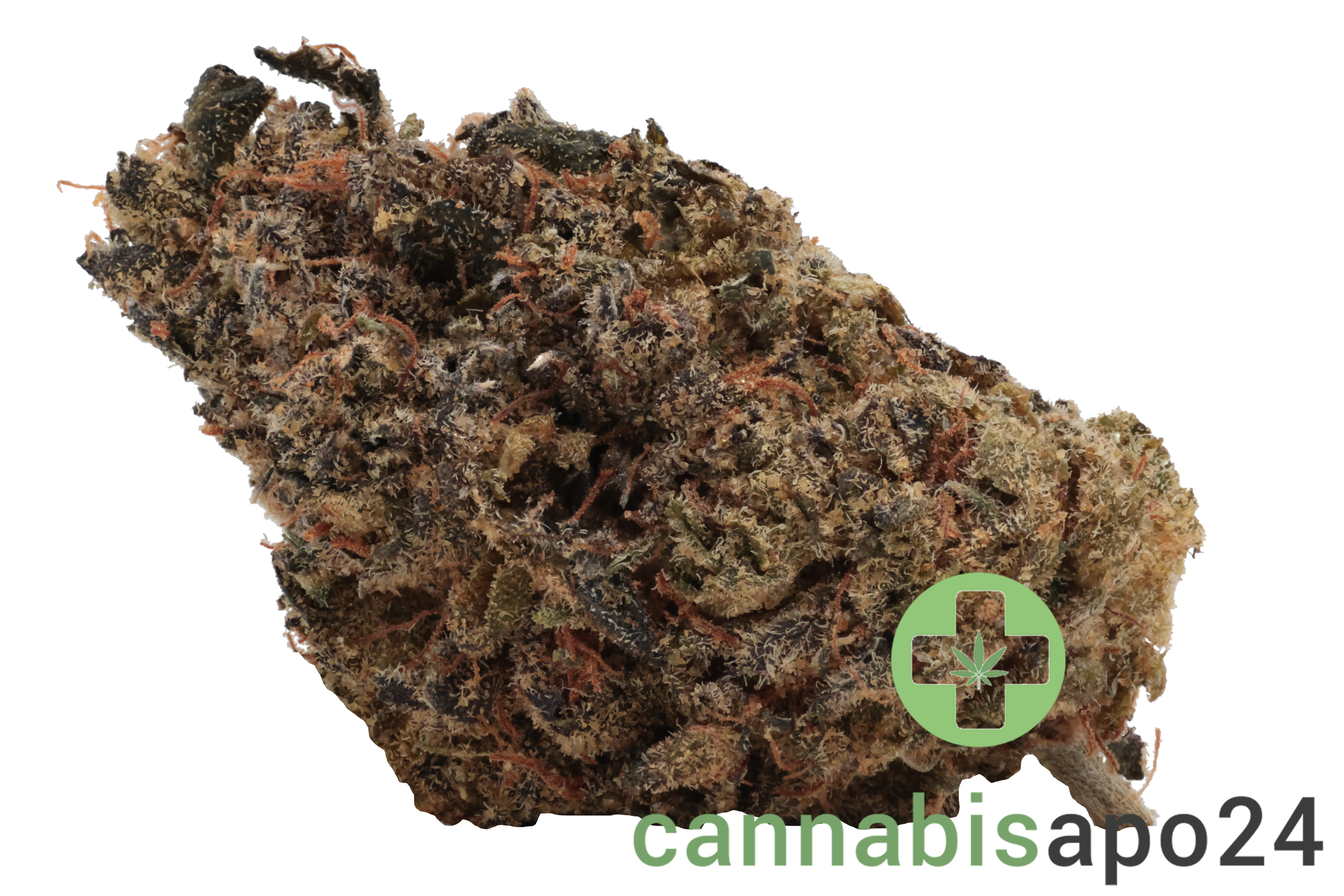 Eufloria 33/1 PCH Purple Churro