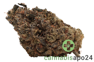 Eufloria 33/1 PCH Purple Churro