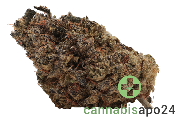 Eufloria 33/1 PCH Purple Churro