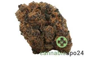 Kush Collective GDP 27/1 Grand Daddy Punch