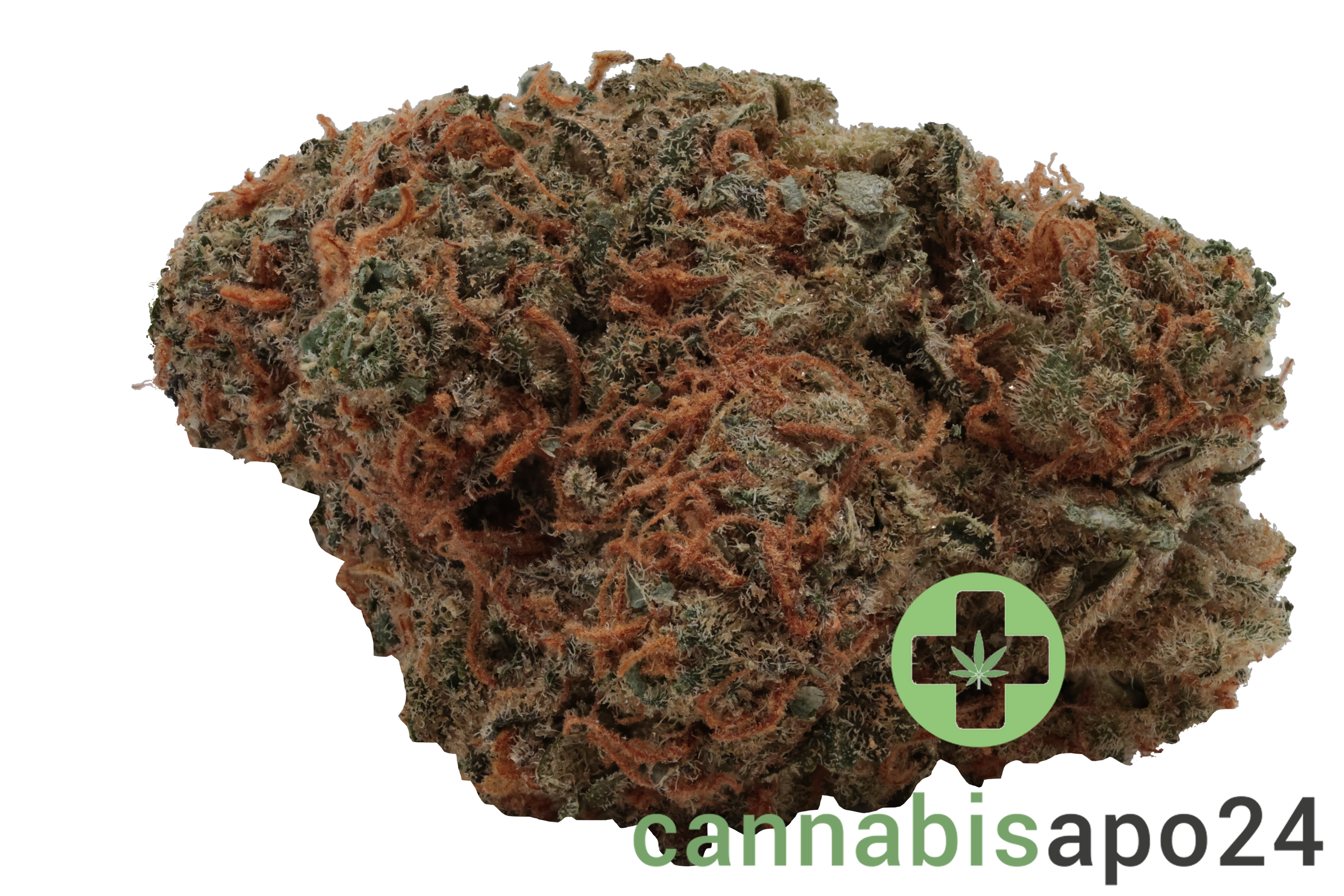 GROW 10/12 AM Apricot Mints