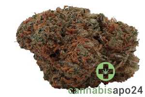 GROW 10/12 AM Apricot Mints