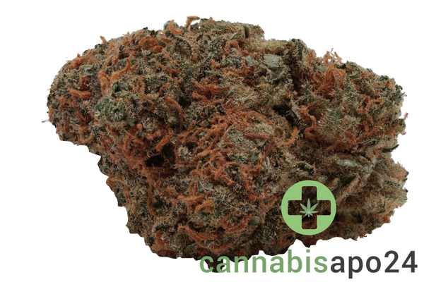 GROW 10/12 AM Apricot Mints