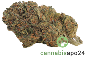 IMC BM THC26 Selected Neville's Skunk