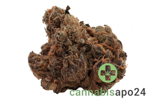 IMC HW THC18 Token Hollywood