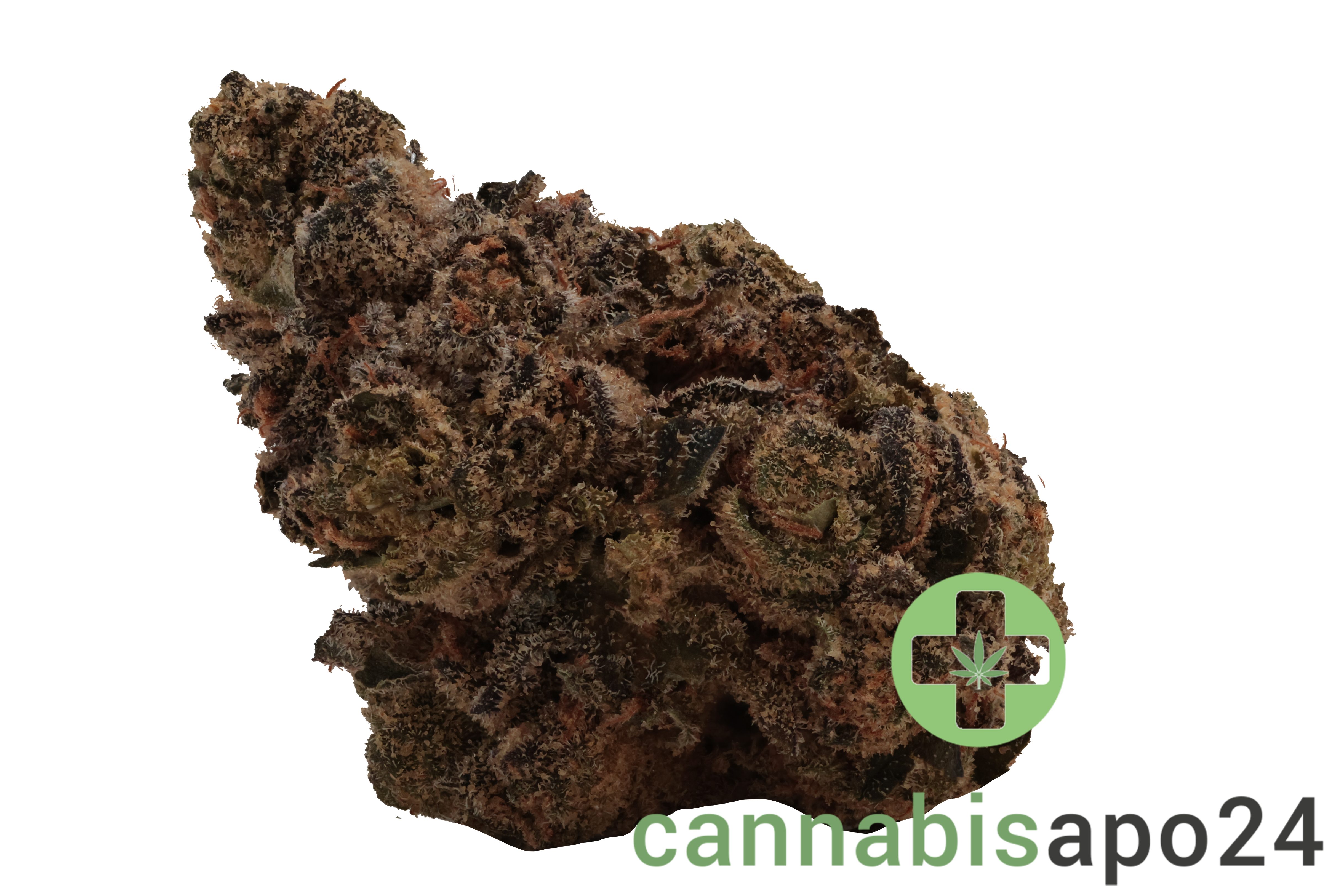 J.R. Strain 31/1 GP Gastro Pop