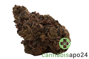 J.R. Strain 31/1 GP Gastro Pop