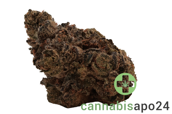 J.R. Strain 31/1 GP Gastro Pop