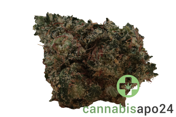 Khiron GP 30/1 Gordito Pequeno