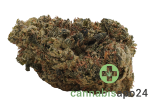 Kush Collective CBH 30/1 Cuban Haze