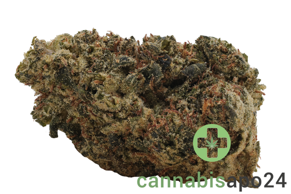 Kush Collective CBH 30/1 Cuban Haze