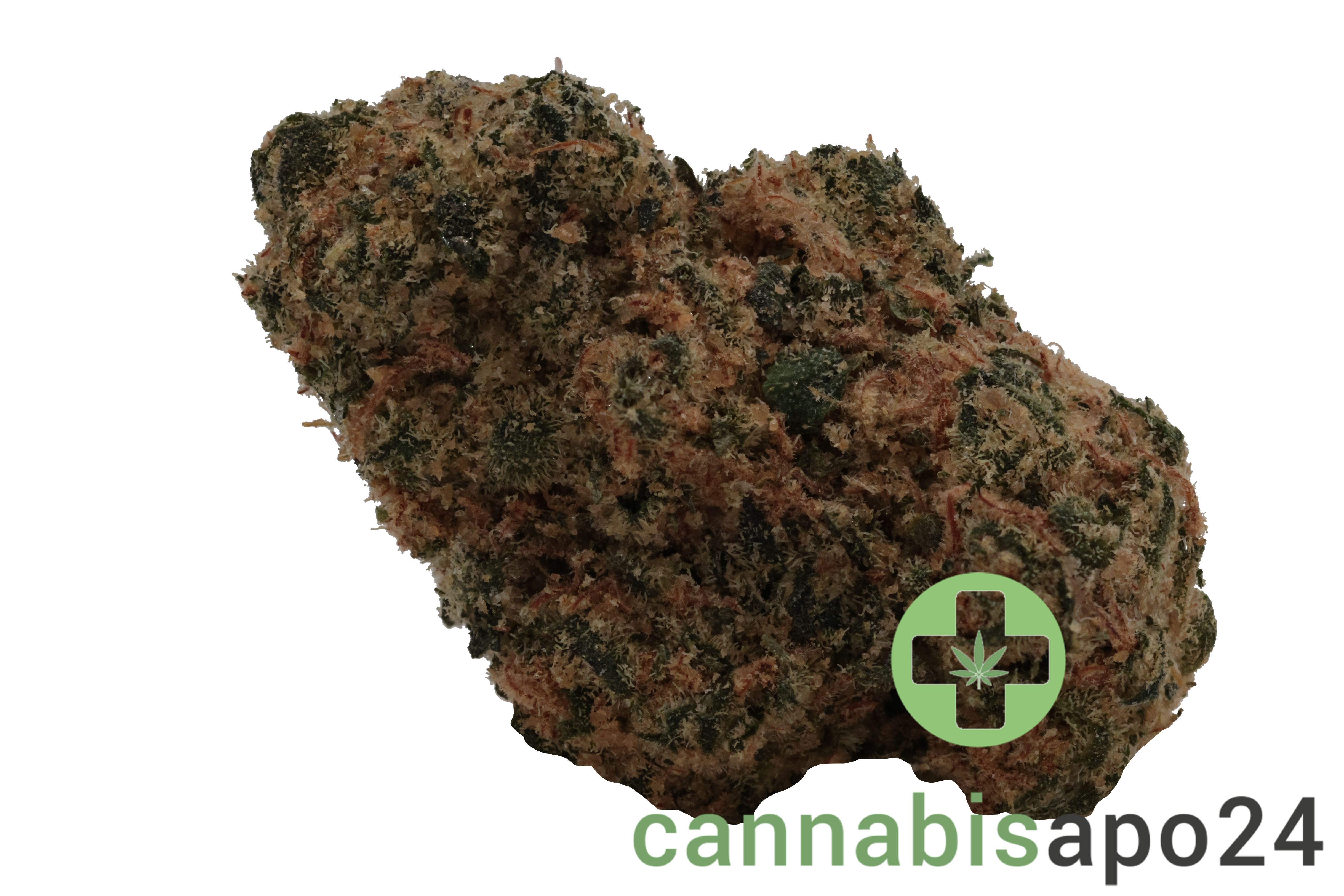 Lit 31/1 SNW Snow Lotus