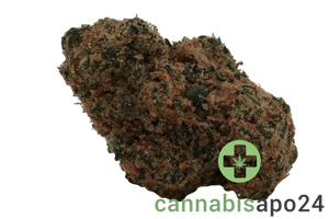 Lit 31/1 SNW Snow Lotus