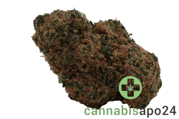 Lit 31/1 SNW Snow Lotus