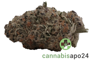 Luana 20/1 Electric - Bashengo