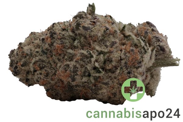 Luana 20/1 Electric - Bashengo