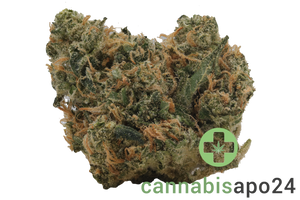 Luana 24/1 APE Sour Ape