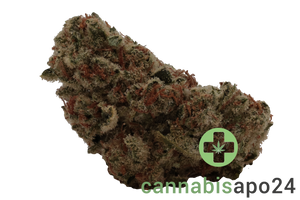 Luana 24/1 Rainbow - Papaya Bomb