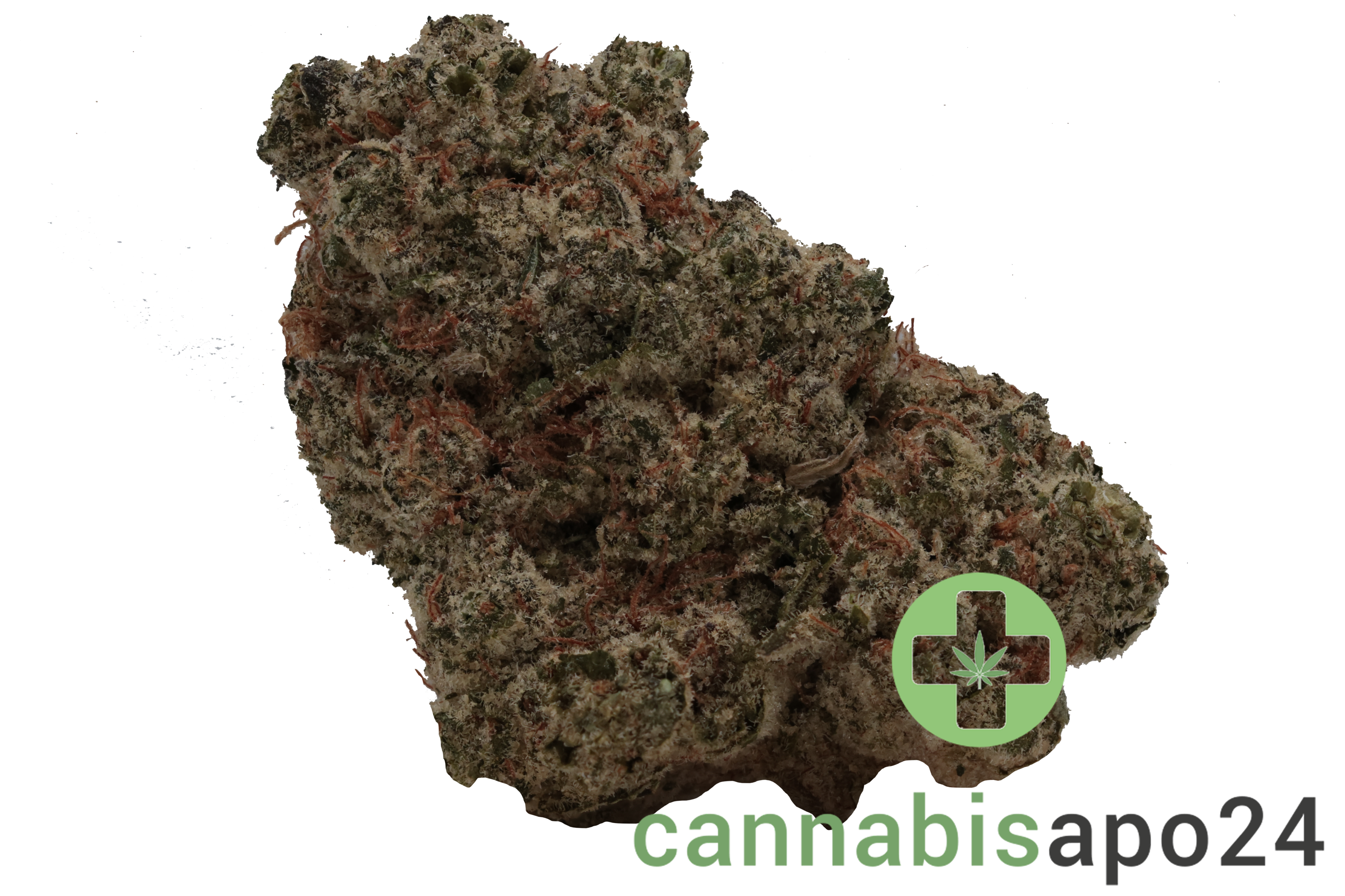 Luana 28/1 Pine Solpina Magic