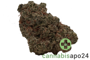 Luana 28/1 Pine Solpina Magic