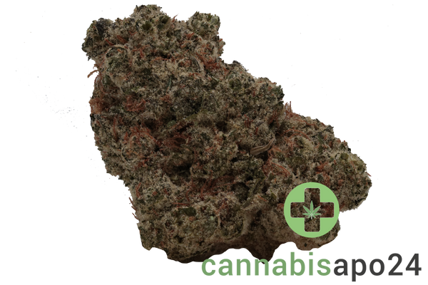 Luana 28/1 Pine Solpina Magic