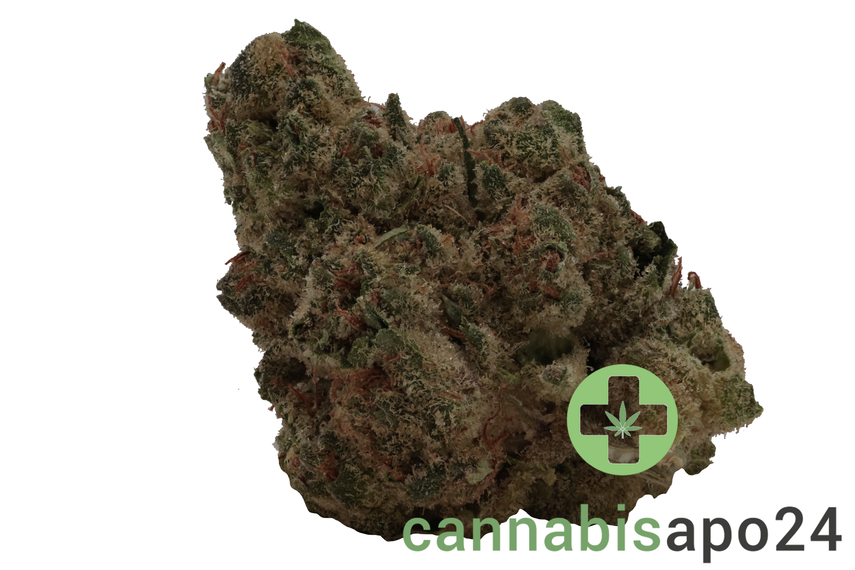 madrecan 21/1 DGV Doug's Varin