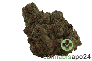 madrecan 21/1 DGV Doug's Varin