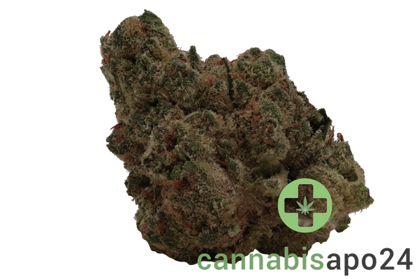 madrecan 21/1 DGV Doug's Varin