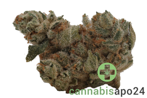 Cookies 26/1 MD Medellin