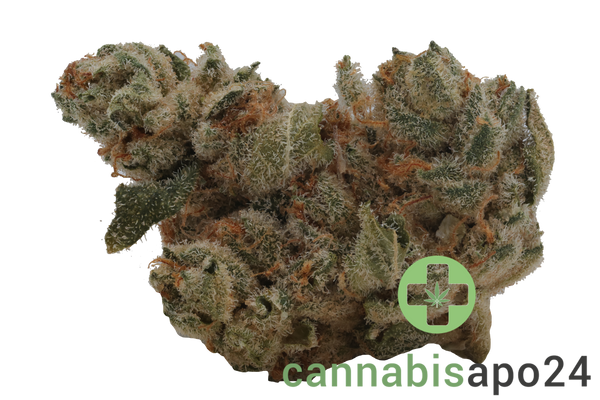 Cookies 26/1 MD Medellin