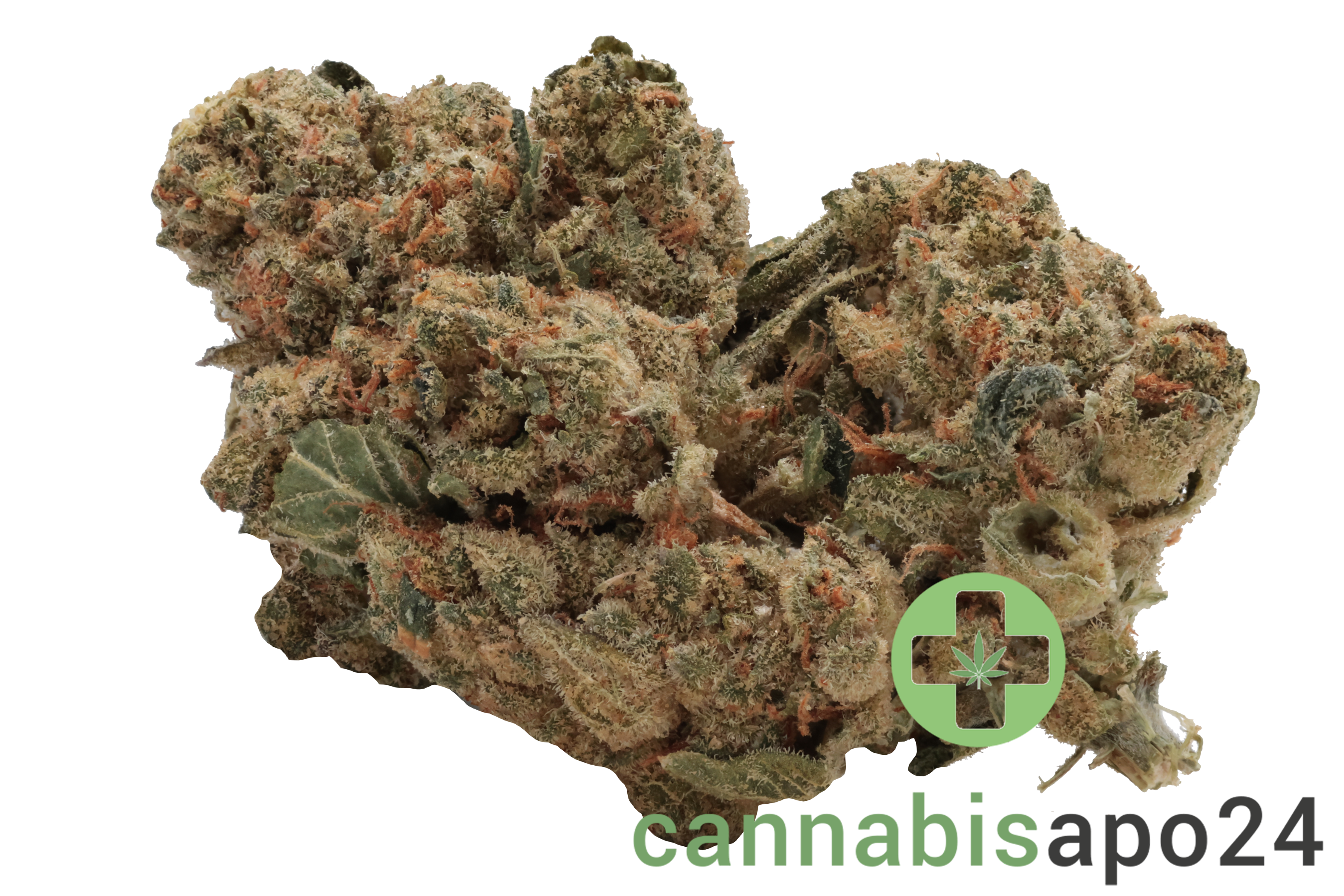 Medical Saints 21/1 LEM Lemonatti