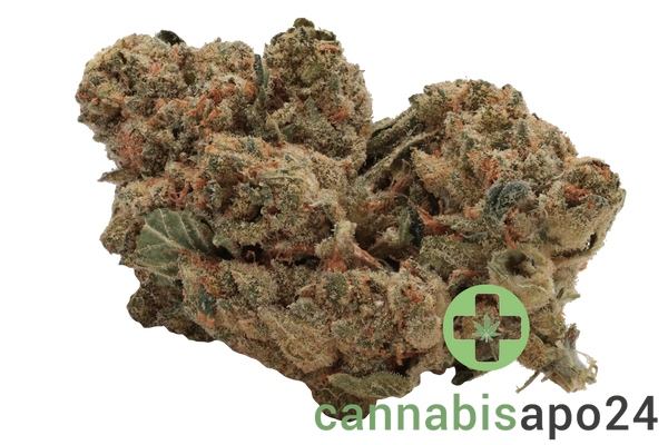 Medical Saints 21/1 LEM Lemonatti