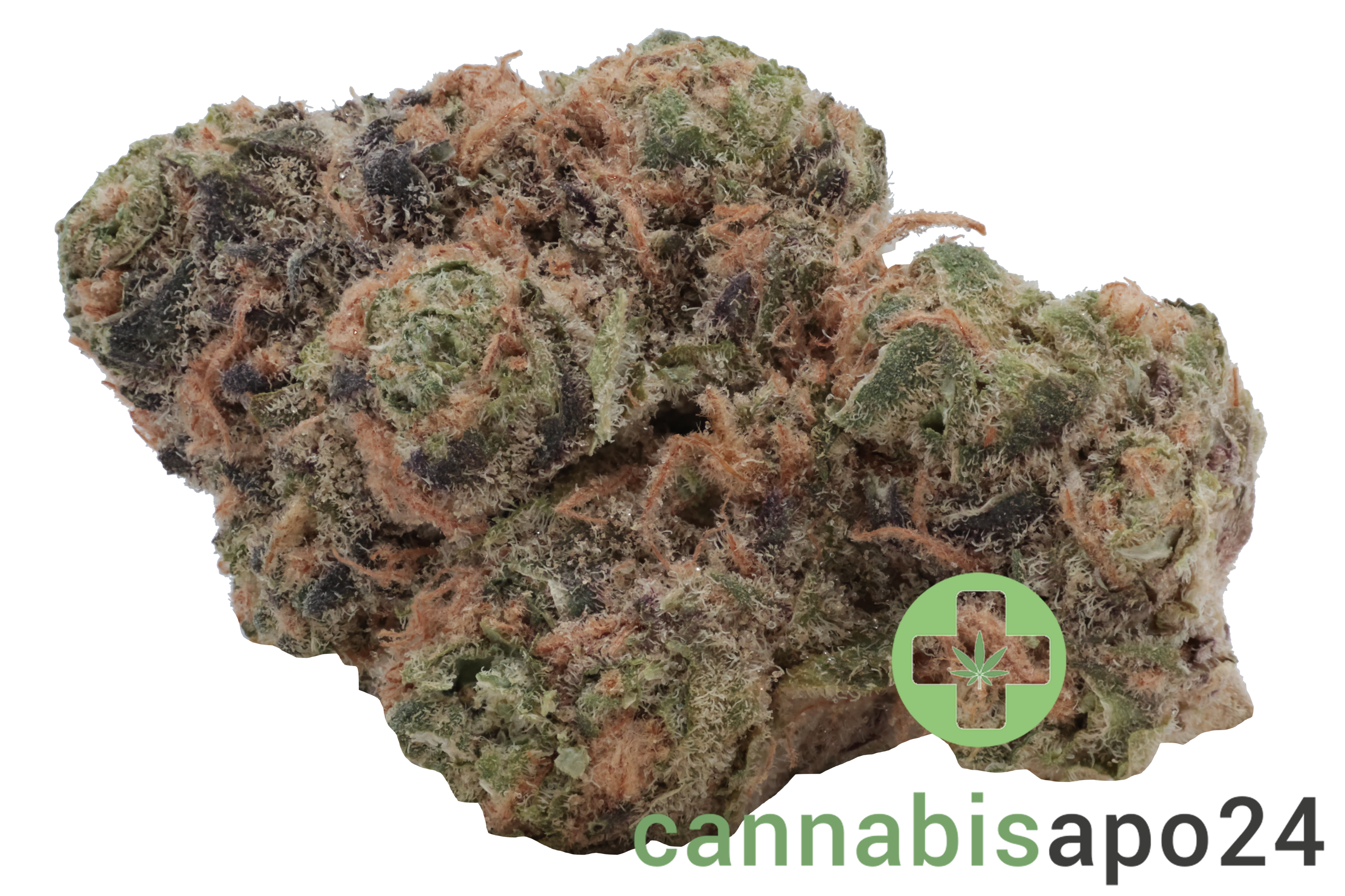 Medical Saints 24/1 HUB Huckleberry