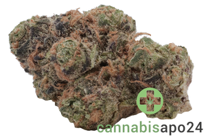 Medical Saints 24/1 HUB Huckleberry