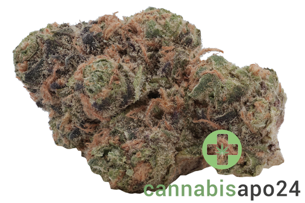 Medical Saints 24/1 HUB Huckleberry