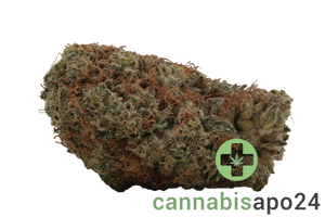 Medical Saints 24/1 PLC Platinum Garlic