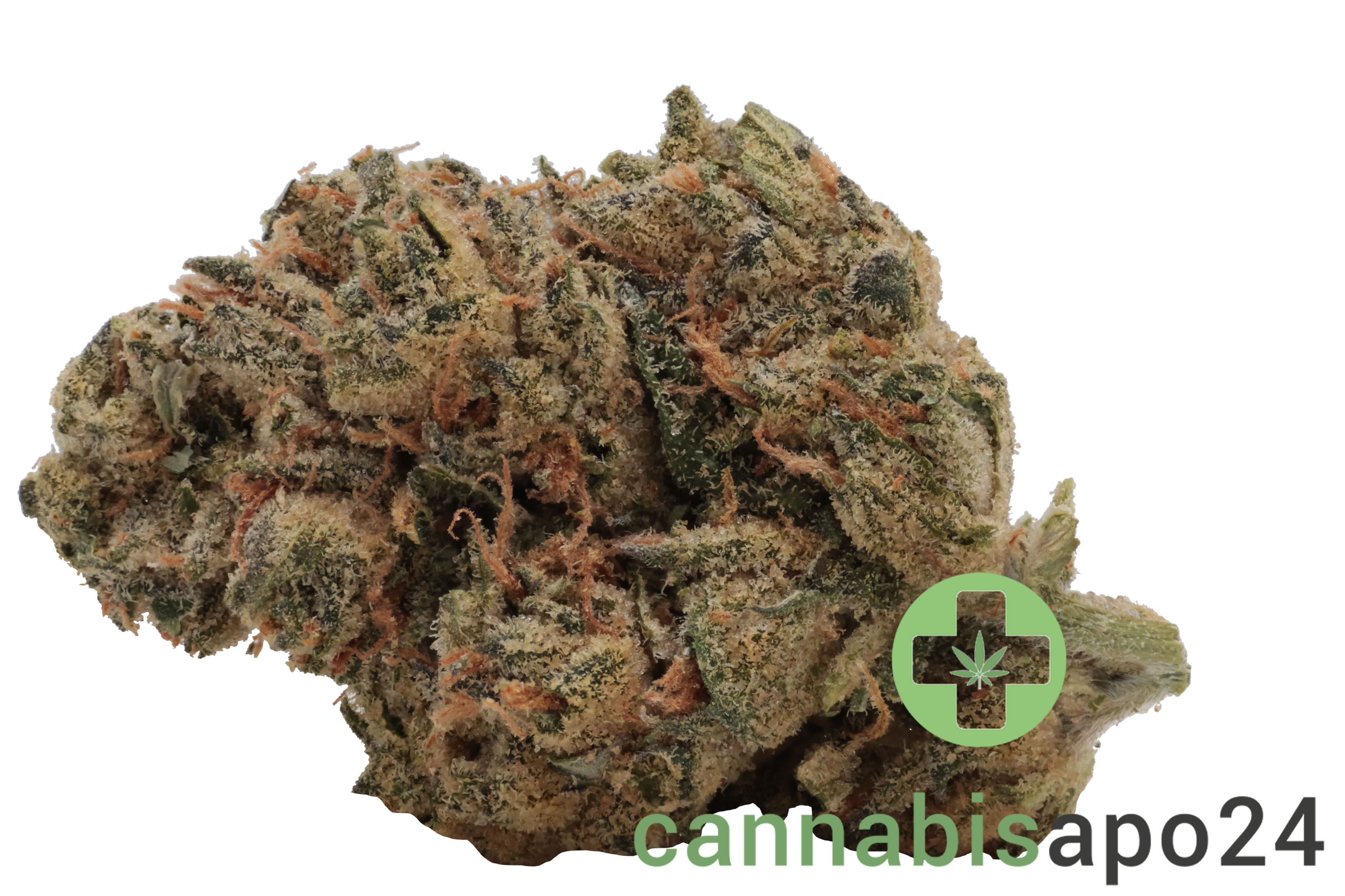 Medical Saints 24/1 PTR Peach Tree