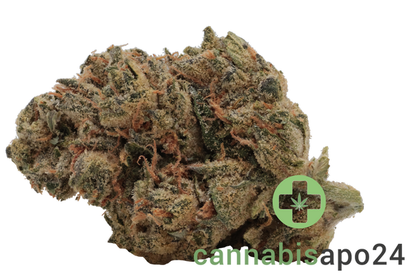 Medical Saints 24/1 PTR Peach Tree