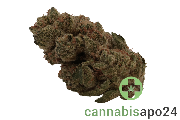 Medicus 27/1 EZA GMO
