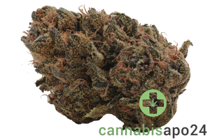 MH Medplant Forbidden Dreams 13/1
