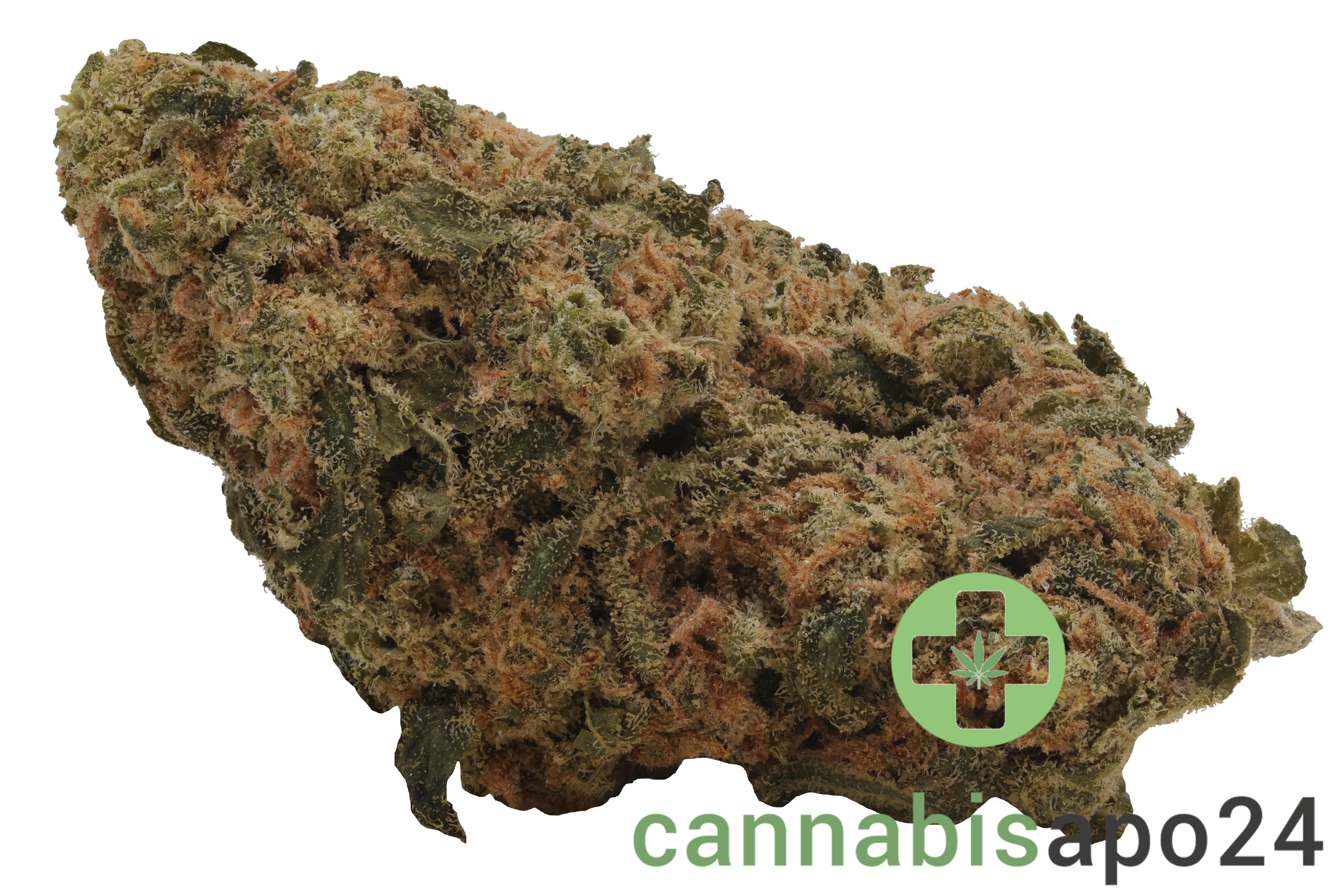 Nice 26/1 CHA Capri Haze
