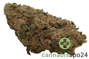 Nice 26/1 CHA Capri Haze