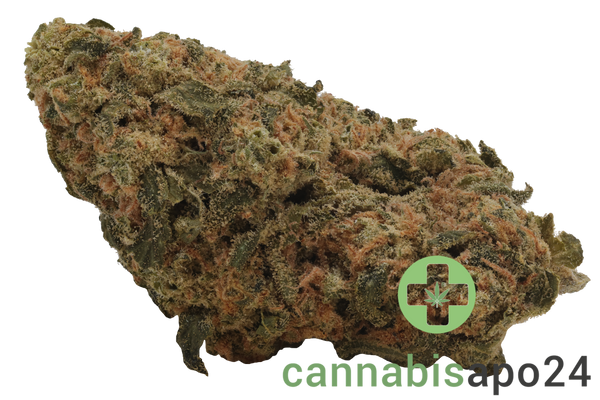 Nice 26/1 CHA Capri Haze