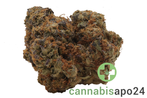 29/1 Nice MOS Morning Sun