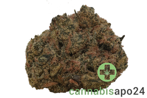 30/1 Nice LK Lemon Kush