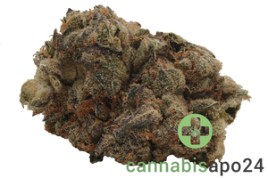 31/1 Nice GSC Girl Scout Cookies