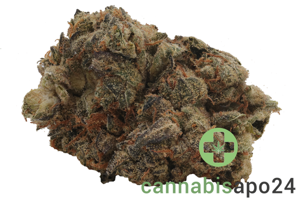 31/1 Nice GSC Girl Scout Cookies