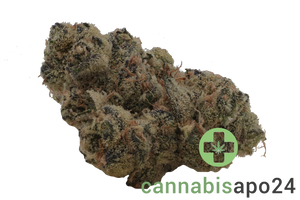 Nice 24/1 LED Legendary Larry